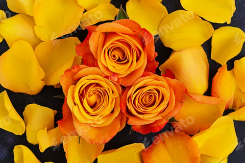 Preview: Bouquet of roses on dark background. Top view