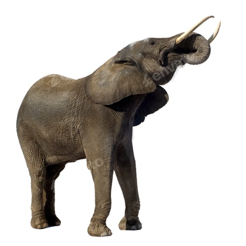 Preview: Elephant