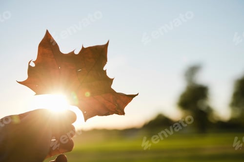 Preview: Male hand holding up autumn leaf to sunlight