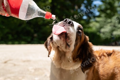 Preview: thirsty st. bernard dog drinking from plastic bottle outdoors in hot summer day, water splashes