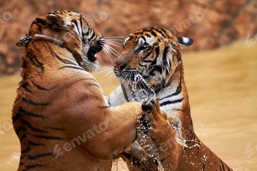 Preview: Tigers fighting it out