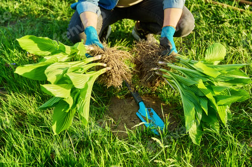 Preview: Close-up of spring dividing and planting bush of hosta plant