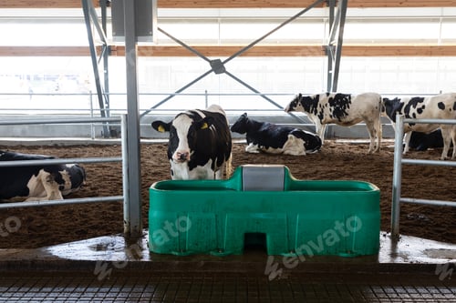 Preview: dairy cows in front of a special plastic drinker with water on a modern free-range dairy farm