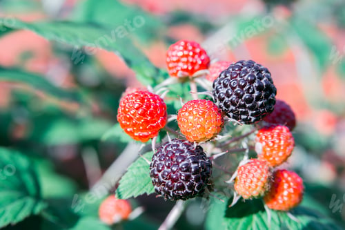 Preview: branch of black raspberry or blackberry with unripe red and ripe black berries