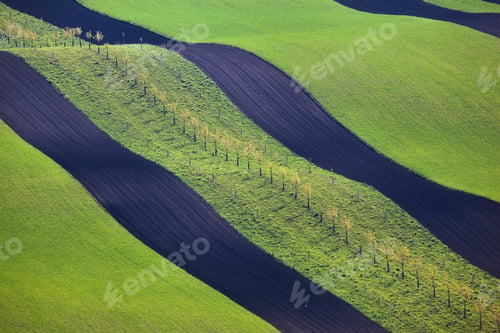 Preview: Wavy green fields. Striped rolling sunny hills at sunset