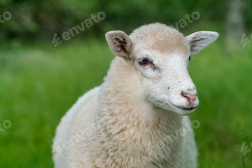 Preview: White sheep looking in grassy field