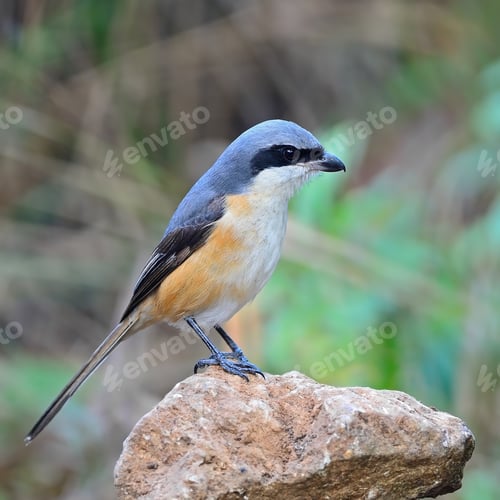 Preview: Grey-backed Shrike