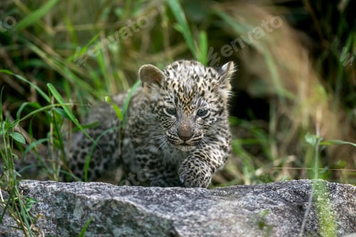 Preview: A leopard cub, Panthera pardus, walks over a rock.