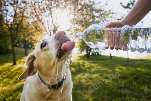 Preview: Dog drinking water from plastic bottle