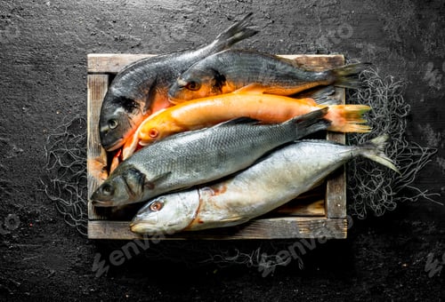 Preview: Fresh sea fish in the fishing net on the tray.