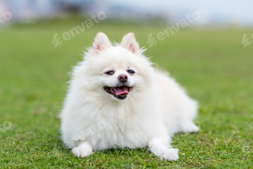 Preview: White pomeranian dog at green lawn park