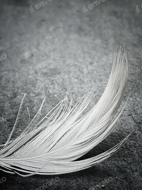 Preview: Closeup of a white feather