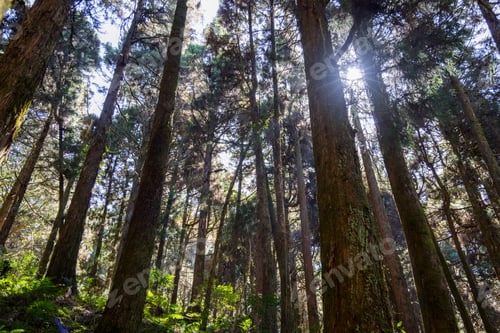Preview: Sunlight flare over the forest