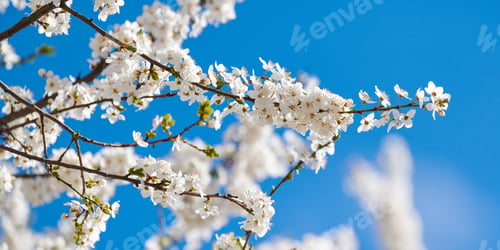 Preview: White plum blossom on blue sky background, beautiful white flowers of prunus tree in city garden