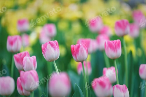 Preview: Tulips of spring