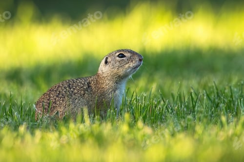 Preview: European ground squirrel with head held up watching around early in the morning
