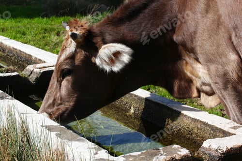 Preview: Cow drinking water. Rural scene. Farming.