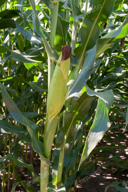 Preview: corn ears with husk and leaves