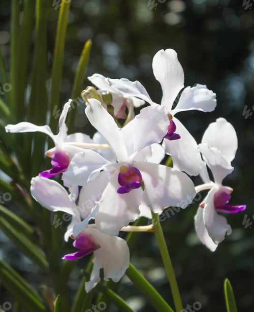 Preview: white with purple orchid flowers