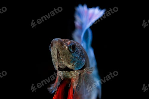 Preview: Beautiful colorful of siamese betta fish