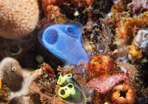 Preview: Hard coral macro detail while diving in Indonesia