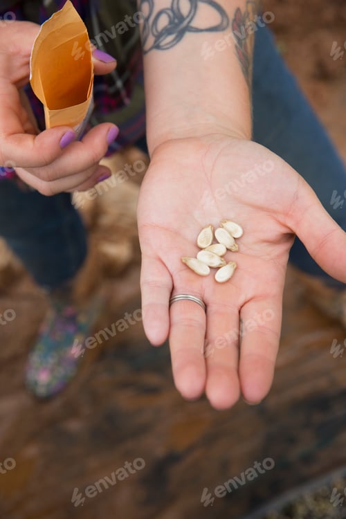 Preview: Cropped view of woman holding watermelon seeds in palm of hand