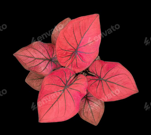 Preview: Beautiful colorful caladium on Black background isolate with clipping path. Queen