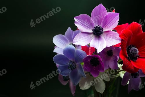 Preview: Colorful anemone flower on the black background