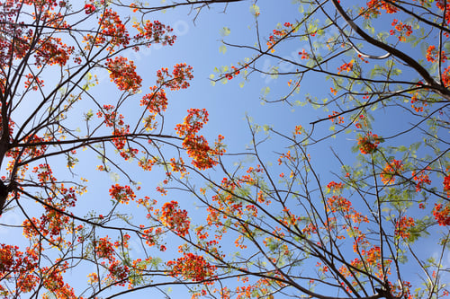 Preview: Barbados pride flower or dwarf poinciana, flower fence, paradise flower, peacock's crest