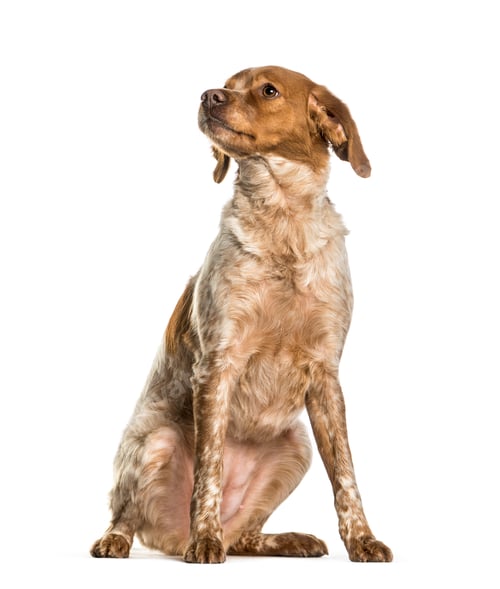 Preview: Brittany, 2 years, sitting against white background