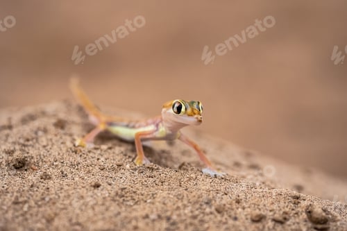 Preview: A Namib sand gecko, lizard