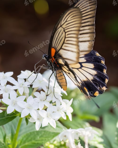 Preview: Closeup shot of a Mormon butterfly on white flowers.