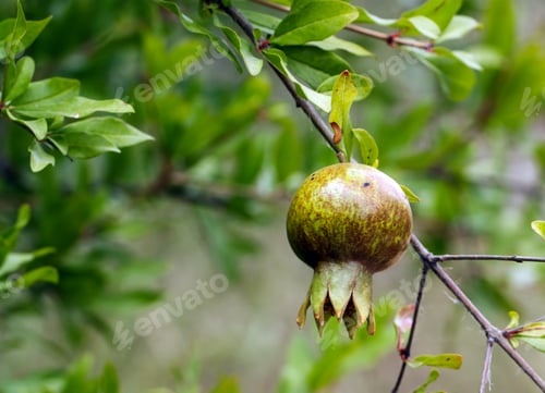 Preview: Fresh organic fruit; pomegranate tree. Natural agriculture.