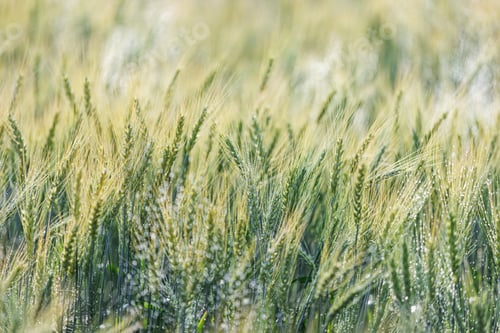Preview: Irrigated Wheat Field with Water Droplets at Golden Hour