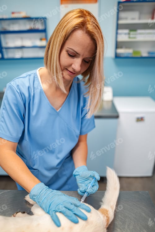 Preview: Veterinarian caring for a young pet in a bright clinic environment