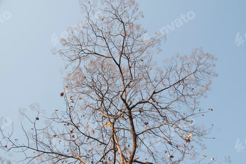 Preview: Autumn forest, Summer Forest,India