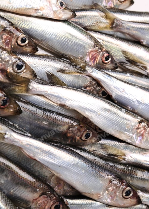 Preview: Delicious fish