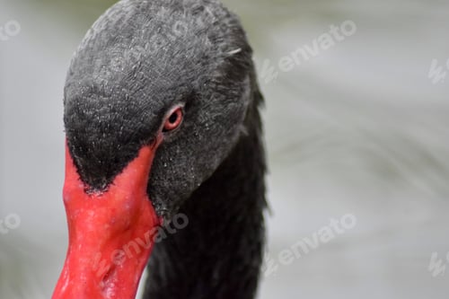 Preview: Close up portrait of beautiful black swan