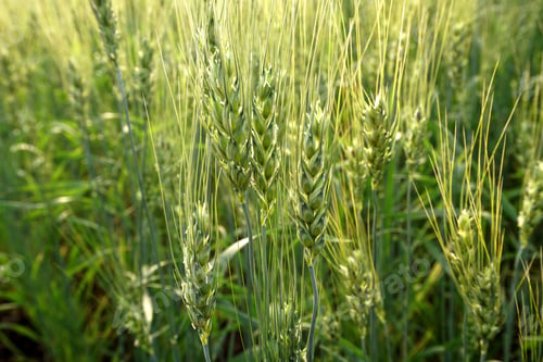 Preview: Green wheat field and sunny day