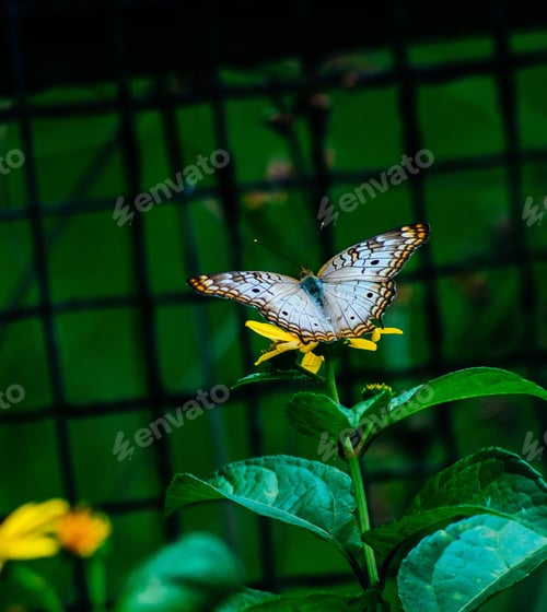 Preview: Delicate Lepidoptera butterfly perched atop a bright yellow flower