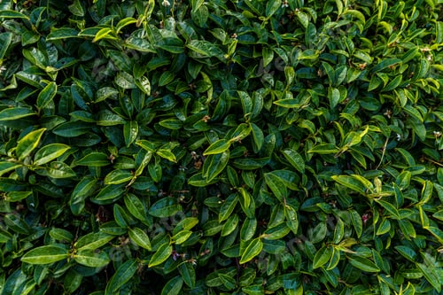 Preview: Green tea leaves in a tea plantation. Green tea plantation harvest time. green tea trees in spring