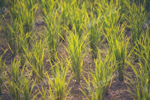 Preview: paddy field, rice field sunset