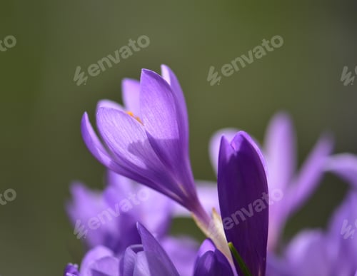 Preview: Purple crocus flowers - close up view