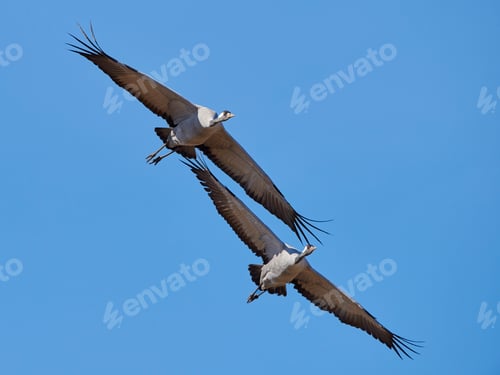 Preview: Common crane (Grus grus)