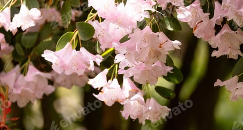 Preview: Close up View of Colorful Flowers in a green garden. Deer Lake Park