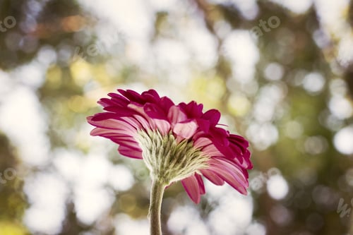 Preview: Pink flower