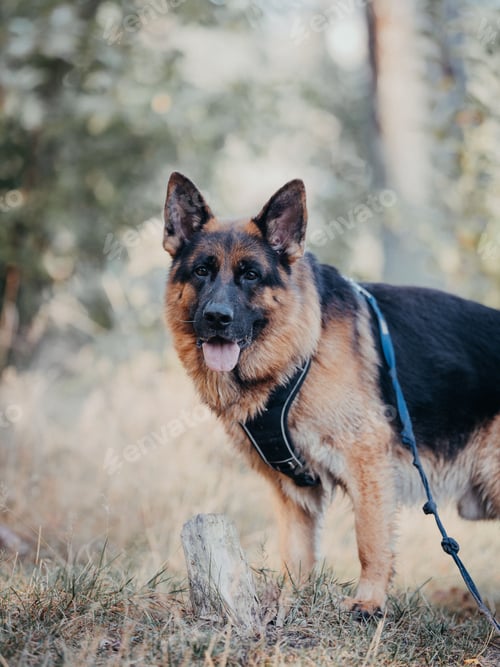 Preview: German Shepherd standing in a grassy field with a blurred background