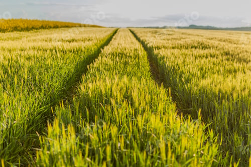 Preview: Agricultural Growth -Various Fields - Agriculture Farming Field