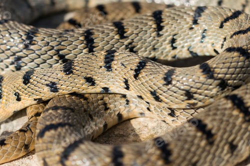 Preview: An Algerian Whip Snake, Hemorrhois algirus, found on the Island of Malta, there known as Serp A