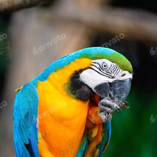 Preview: Blue and Gold Macaw